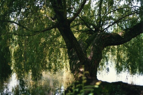 Inzwischen ist die als Kletterbaum so beliebte. alte Weide in den See gestürzt - dies ist wahrscheinlich das letzte Bild von ihr.

Aufnameort: Tübingen
Kamera: Yashica FX-D, Bj. 1980; Obj. 50 mm