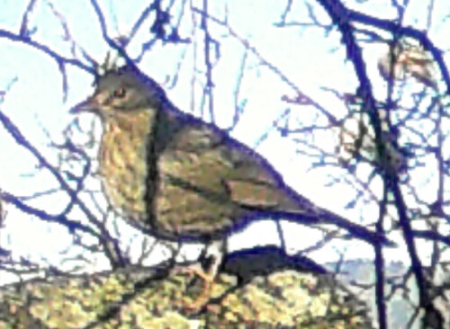 Auch die Singdrossel ist ein Vogel des Waldes.
https://de.wikipedia.org/wiki/Singdrossel

Aufnameort: Eiershausen Garten
Kamera: Wildtierkamera