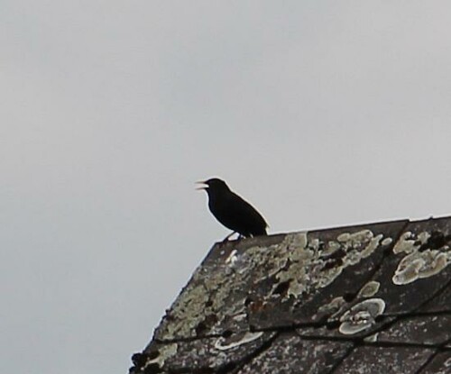 singende-amsel-turdus-merula-l-1758-am-abend-14251.jpeg