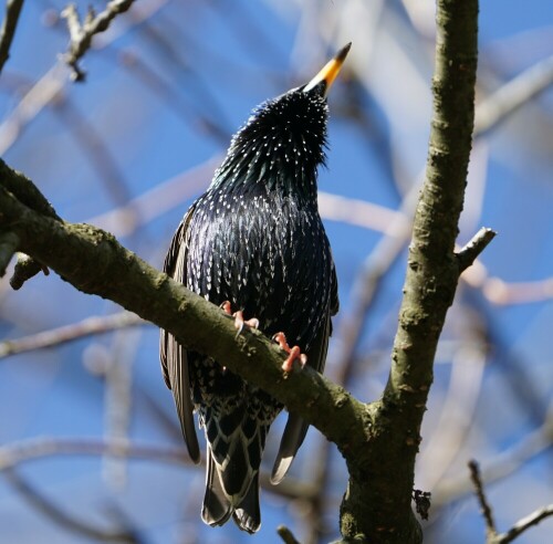 Voller Inbrunst singt hier ein Star in der milden Februarsonne. Wahrscheinlich freut er sich genauso über den Vorfrühling wie ich. Die Federn an seinem Kehlkopf spreizen sich wegen der starken Gesangsleistung seitlich ab.

Aufnameort: Köln Mielenforst
Kamera: Sony Alpha 7/II