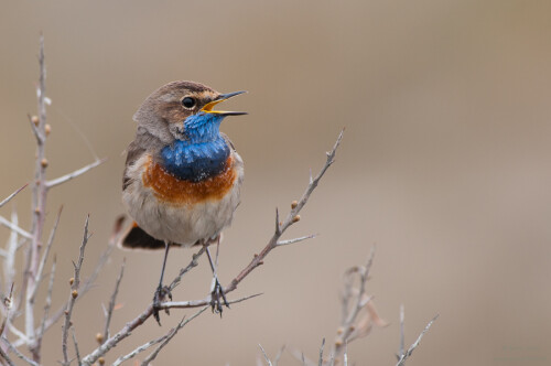 singendes-blaukehlchen-5848.jpeg