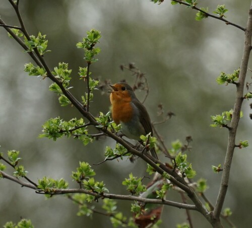 Rotkehlchen sehen nicht nur gut aus, sie singen sogar schön. Kein Wunder, dass sie zum Vogel des Jahres 2021 gewählt wurden.

Aufnameort: Brücker Park
Kamera: Sony Alpha 7/II