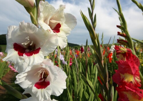 Das Bild entstand auf einem Blumenacker

Aufnameort: Am Gumpener Kreuz / Odenwald
Kamera: Canon 450D