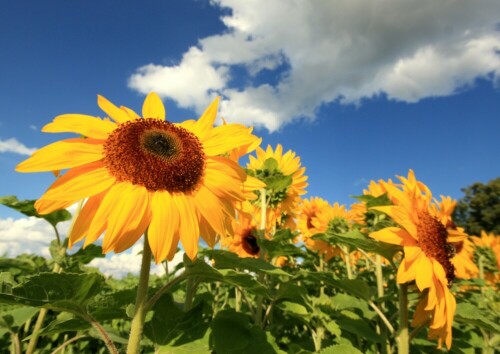 Sommerabend an einem Sonnenblumenfeld. Aufnahme bei besonders schönem Licht.

Aufnameort: Am Gumpener Kreuz / Odenwald
Kamera: Canon 450D