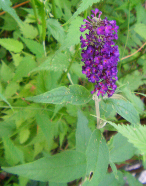 sommerflieder-buddleja-11234.jpeg