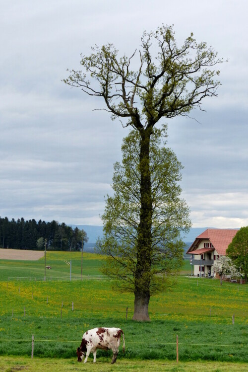 

Aufnameort: am Jakobsweg in der Schweiz
Kamera: Panasonic Lumix FZ 200