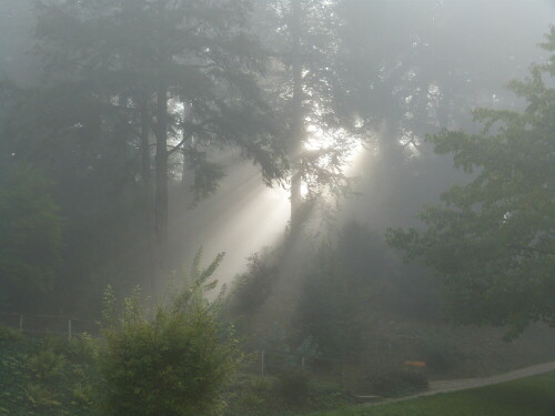 Die Sonne durchbrach den Nebel und den Wald im
Fürstenlager Bensheim-Auerbach/Odenwald.
Mystische Stimmung.

Aufnameort: Fürstenlager Bensheim-Auerbach
Kamera: Lumix FZ 48