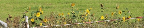 sonnenblumen-helianthus-annuus-l-14827.jpeg