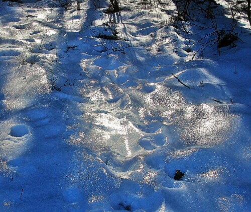 Im Winter sind viele Bäume kahl(ohne Blätter und Nadeln), sodass 
Sonnenlicht leichter den Wald durchfluten kann.
https://de.wikipedia.org/wiki/Sonnenstrahlung

Aufnameort: Hirschbergwald Wegrand
Kamera: Canon 1300D