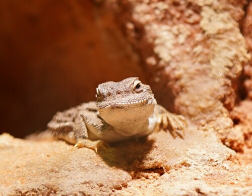 Dieses Reptil ist nur ungefähr fingergroß. Aus der Nähe betrachtet, erkennt man gut, dass es auch zwei Nasenlöcher hat, wie wir.

Aufnameort: Kölner Zoo
Kamera: Sony Alpha 7/II