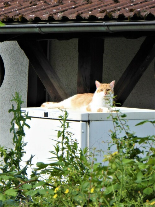 Der Katze ihr Lieblingsplatz auf dem Kühlschrank im Garten.

Aufnameort: Lichtenau / Mfr.
Kamera: Panasonic Lumix TZ61