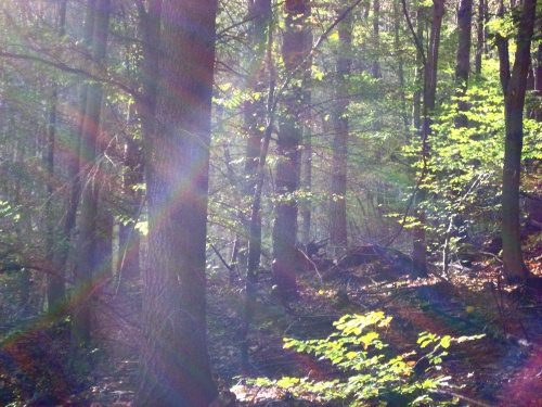 Ein besonderes Licht an einem Morgen im Wald

Aufnameort: Wald bei Schriesheim
Kamera: Canon Ixus 950 IS