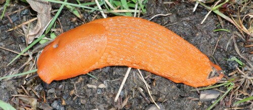 Eine Schnecke, die in der Landwirtschaft gelegentlich durch ihre Gefräßigkeit zum Ärgernis führen kann.
http://de.wikipedia.org/wiki/Spanische_Wegschnecke

Aufnameort: Eiershausen Garten
Kamera: Canon EOS 700D