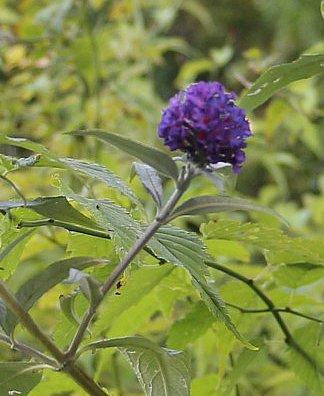 Sommerfliederblüten dienen auch besonders Schmetterlingen als Nektarquelle.
https://de.wikipedia.org/wiki/Sommerflieder#/media/File:Buddleja_davidii.005.JPG

Aufnameort: Eiershausen Gartenzaun
Kamera: Canon EOS 700D