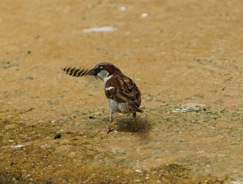 Auch im Zoo gibt es Wildtiere. Dieser Spatz im großen Hippodom hat gerade eine schöne Feder entdeckt. Wahrscheinlich will er damit sein Nest auspolstern.

Aufnameort: Kölner Zoo
Kamera: Sony Alpha 7/II