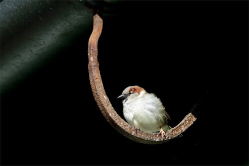 Ein Haussperling genießt die Sonne unter einem Dach. Aufnahme vom 25.02.2014.
Die Spatzen pfeiffen es vom Dach: Der Frühling ist da!

Aufnameort: Schönbach, Sachsen
Kamera: Canon Eos 7D