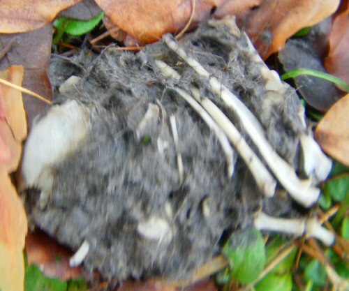 Eine Hinterlassenschaft vermutlich eines Waldkauzes(Strix aluco) - ein sogenannter "Speiballen."

Aufnameort: Eiershausen Hirschbergwald
Kamera: Medion Digitaler Full-HD-Camcorder mit Touchscreen