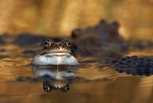 Bald beginnt sie wieder, die Laichzeit der Frösche und Kröten.
Dieser Frosch saß neben seinem Laich in einem Tümpel.


Aufnameort: Lüneburg
Kamera: Sony SLT A 77