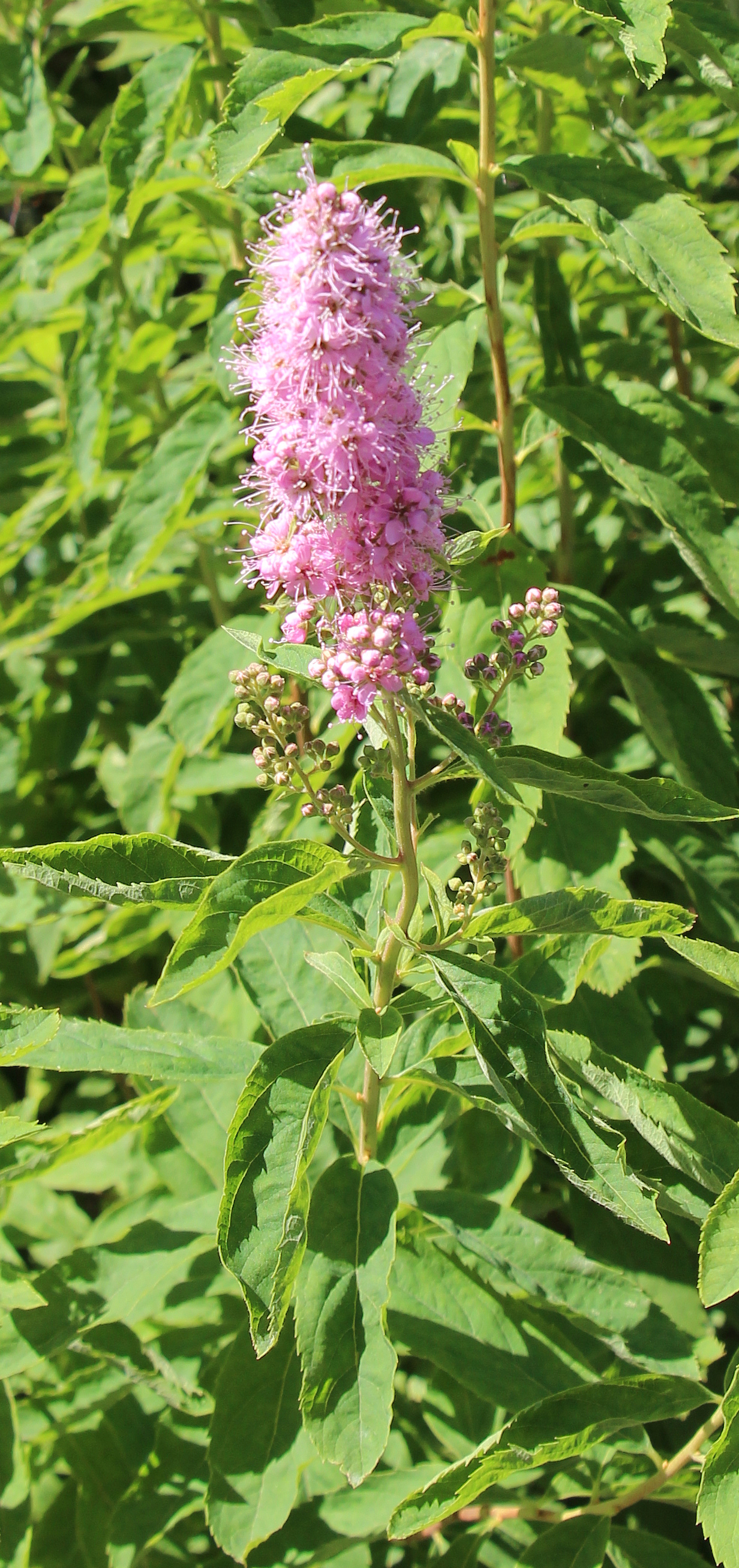 spierstrauch-spiraea-l-salicifolia-17584.jpeg