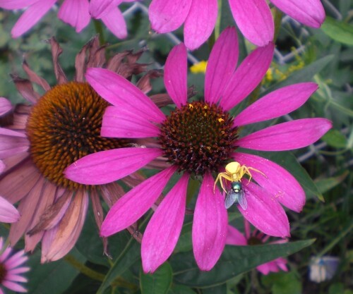 Gelbe Spinne fängt Fliege  auf Echinacea Blüte

Aufnameort: Köln
Kamera: Casio-Exilim