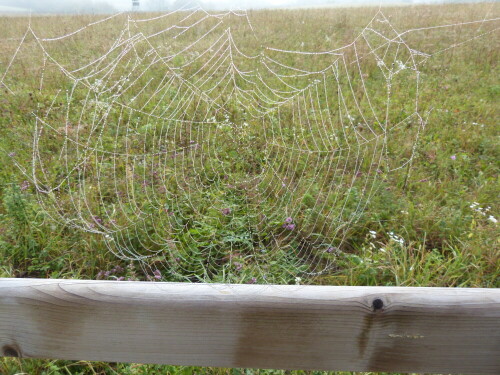 Die Spinnennetze glitzerten von Tau in der aufgehenden Sonne.
Taktisch klug gebaut, direkt in den Holzzaun, wo der Wind
die Insekten hineintreiben kann.

Aufnameort: Fürstenlager Bensheim-Auerbach
Kamera: Lumix FZ 48