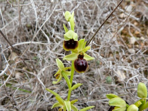 Ein Frühblüher unter den Orchideen. Dieses wunderschöne Exemplar und hunderte andere fanden wir Ende März bei
unseren Wanderungen in den Cevennen.

Aufnameort: Cevennen/Südfrankreich
Kamera: Lumix FZ 48