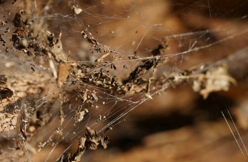 In einem alten Baumstumpf hat eine Spinne ihr Netz geflochten. Statt mit Beute, hat es sich jedoch nach und nach mit morschen Holzresten, gefüllt. Das war aber wohl eher nicht im Sinne der Spinne.

Aufnameort: Faulbach Köln Buchheim
Kamera: Sony Alpha 7/II