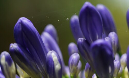 Inmitten der Blüte hat eine Spinne ein feines Netz gewebt.

Aufnameort: Lamorran Gardens Cornwall
Kamera: Sony Alpha 7/II