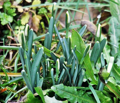 spitzen-von-schneeglockchen-galanthus-nivalis-l-19964.jpeg