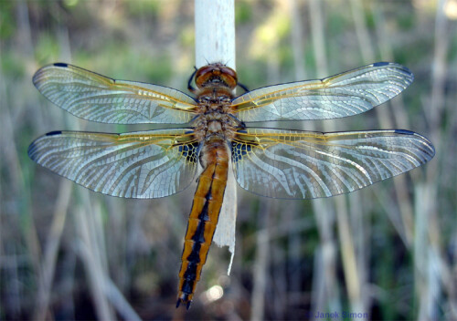 Wenn ich beim Angeln ganz ruhig und still am Ufer sitzend auf das Wasser zu meiner Pose starre, kommt es vor, dass eine Libelle mich als Landeplatz nutzt. Dieser Spitzenfleck (Libellula filva) hatte zum Glück ein altes Schilfblatt neben mir bevorzugt. So konnte ich sie in aller Ruhe beobachten und fotografieren. Am meisten faszinieren mich bei diesen Tieren die großen filigranen Flügel.

Aufnameort: Godnasee bei Alt-Schadow 12.05.2010
Kamera: Canon EOS 500D