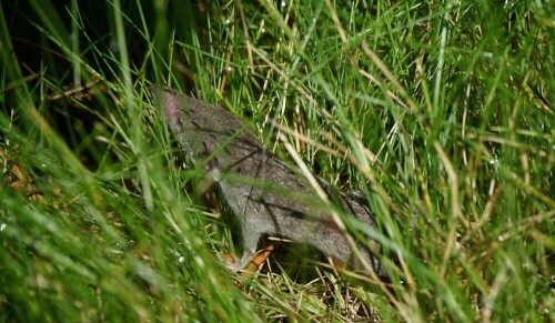 Ein Wurf Spitzmäuse tummelte sich im eigenen Garten, Sommer 2019. Spitzmäuse sind reine Fleischfresser und eher mit Maulwürfen verwandt.

Aufnameort: Merheimer Gärten
Kamera: Sony Alpha 7/II