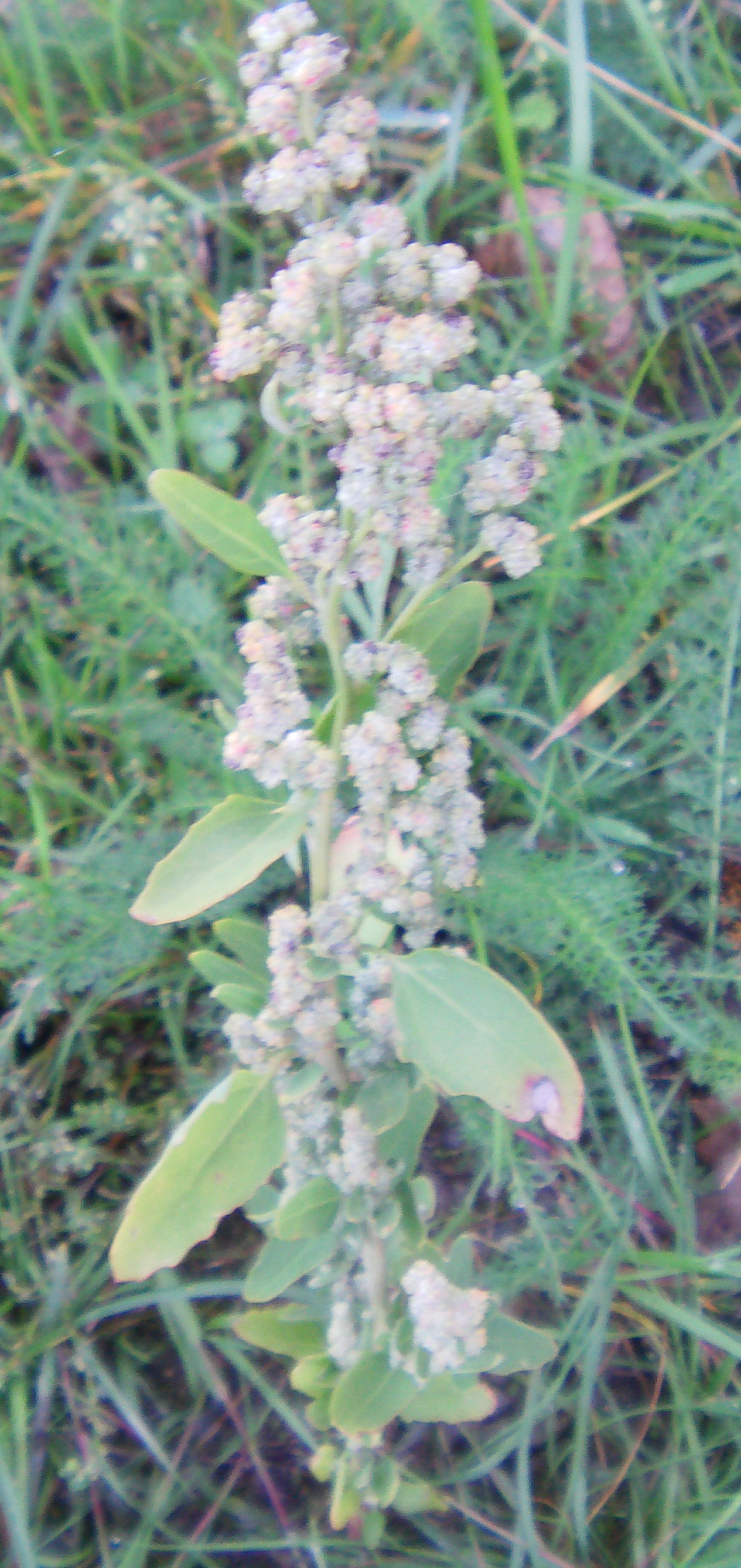 spreizende-melde-atriplex-patula-l-10819.jpeg