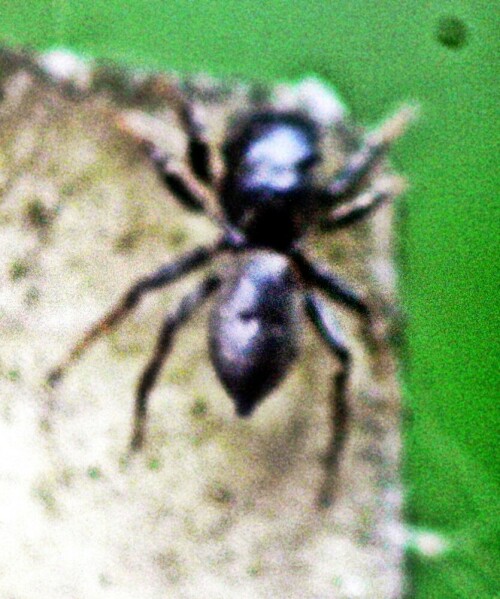 springspinne-heliophanus-cupreus-mannlich-20929.jpeg