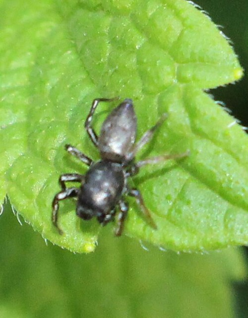 Eine Springspinne, die ihr Opfer durch einen überraschenden Sprung überwältigen kann. 
Bilder hierzu aus dem Internet:
https://www.ecosia.org/search/images/q/Heliophanus+dubius

Videoclip zu jener Art:
https://www.youtube.com/watch?v=cg1oRK8HUD0
https://www.youtube.com/watch?v=lkcXnFJqS6M


Sie kommt öfters an sonnigen Waldränder mit Nadelbäumen vor.
Sie hält sich sowohl an feuchten wie trockenen Orten auf - gelegentlich sogar am Rand von Mooren.
In Mitteleuropa gilt sie als weit verbreitet, aber örtlich ziemlich selten. Nach Osten hin soll sie häufiger vorkommen können.
Heiko Bellmann Kosmos-Atlas Spinnentiere Europas S. 220

Aufnameort: Eiershausen Waldrand des Hirschbergwaldes
Kamera: Canon EOS 700D