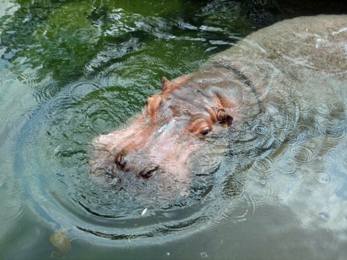 Sprudelwasser-Lieferant

Aufnameort: Zoo Hannover
Kamera: Canon IXUSS 55