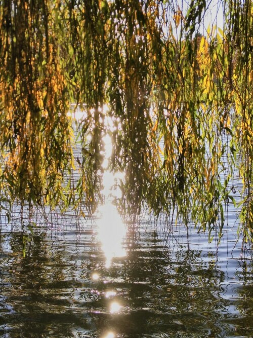 Urlaubsgefühle löste diese warme Herbststimmung bei mir aus. Die Sonne spiegelt sich hier hinter den Ästen der Trauerweide im Wasser des Mülheimer Stadtteiches.

Aufnameort: Mülheimer Stadtpark Köln
Kamera: Sony alpha 7 / 2