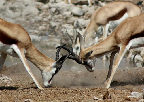 An einem Wasserloch im Etosha Nationalpark - Namibia


Kamera: Canon 450D