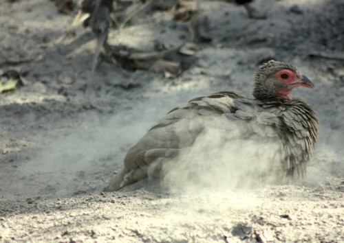 Dieses Perlhuhn  ließ sich beim Staubbaden in keinster Weise stören.

Aufnameort: Moremi Park - Botswana
Kamera: Canon 450D