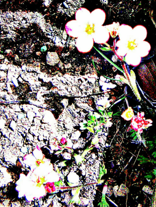 steinbrech-saxifraga-appleblossom-31132.jpeg