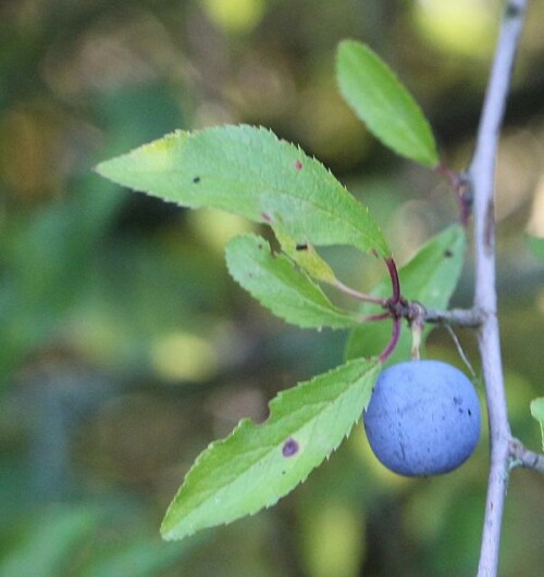 steinfrucht-des-schlehdorns-prunus-spinosa-l-14826.jpeg