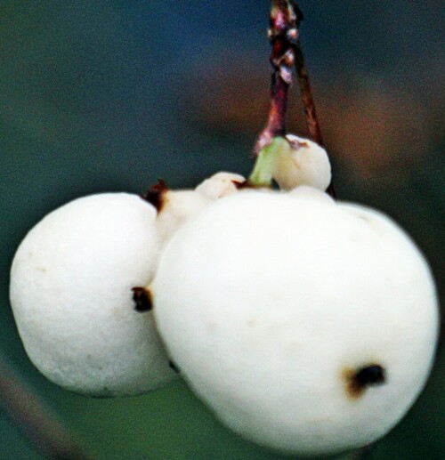 Die Steinfrüchte der Gewöhnlichen Schneebeere werden von Kindern sowie Jugendlichen hin und wieder auch als "natürliche" Knallerbsen genutzt.
https://de.wikipedia.org/wiki/Schneebeeren

Aufnameort: Eiershausen Garten
Kamera: Canon EOS 1300D