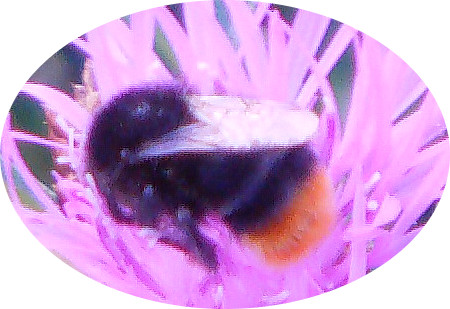 steinhummel-bombus-lapidarius-l-1758-11495.jpeg