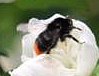 steinhummel-bombus-lapidarius-l-1758-17438.jpeg