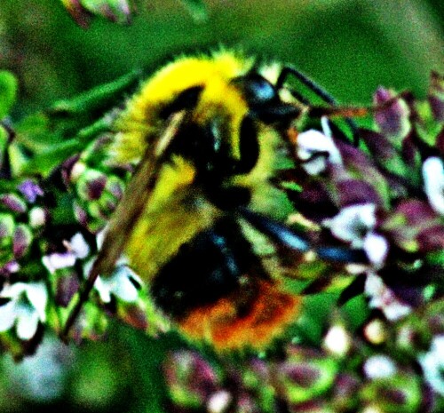 Die Steinhummel wurde 2005 zum Insekt des Jahres in Österreich sowie in Deutschland gewählt.
https://de.wikipedia.org/wiki/Steinhummel

Aufnameort: Eiershausen Garten
Kamera: Canon EOS 1300D