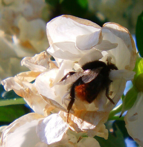 steinhummel-bombus-lapidarius-l-1758-an-deutzie-10918.jpeg