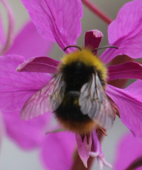 steinhummel-bombus-lapidarius-l-1758-mannlich-17566.jpeg