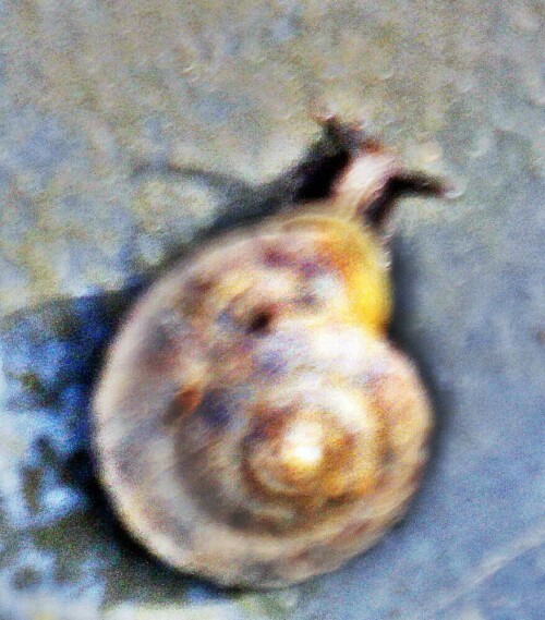 Eine Gehäuseschnecke, deren Gehäuse durch einen markanten Kante(Kiel) auffällt.
https://de.wikipedia.org/wiki/Steinpicker_(Schnecke)

Aufnameort: Eiershausen Garten
Kamera: Canon EOS 1300D