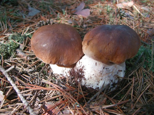 Hervorragender Speisepilz, (Boletus edulis)

Aufnameort: Bei der Pilzsuche am 23.09.2007 im Koschener Wald
Kamera: Casio Exlim Z 600