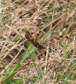 Eine Heuschrecke, die sich oft an trockenen, warmen Orten aufhält, die wenig Vegetation aufweisen.
https://de.wikipedia.org/wiki/Steppengrash%C3%BCpfer

Aufnameort: Eiershausen Hirschberg Waldrand
Kamera: Canon EOS 700D