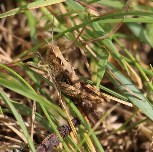 Der Steppengrashüpfer gehört zu den Kurzfühlerschrecken sowie den Feldheuschrecken(Acrididae).
Jene Art kommt in Europa sowie Asien vor.
https://de.wikipedia.org/wiki/Steppengrashüpfer

Aufnameort: Eiershausen Garten
Kamera: Canon EOS 700D